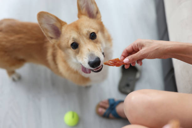corgi dog, treat, green tennis ball.