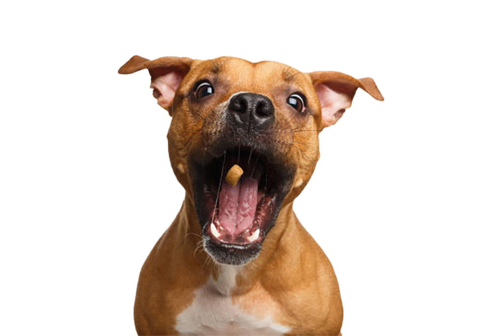 Brown dog, open mouth, treat suspended in air.