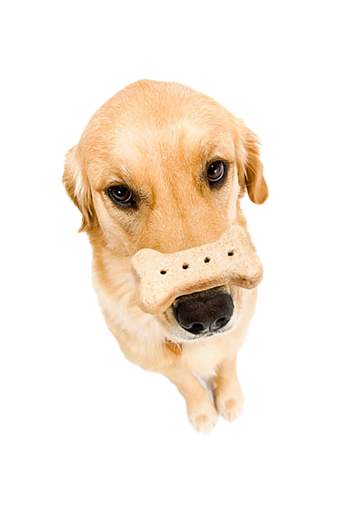 Golden Retriever balancing treat on nose.
