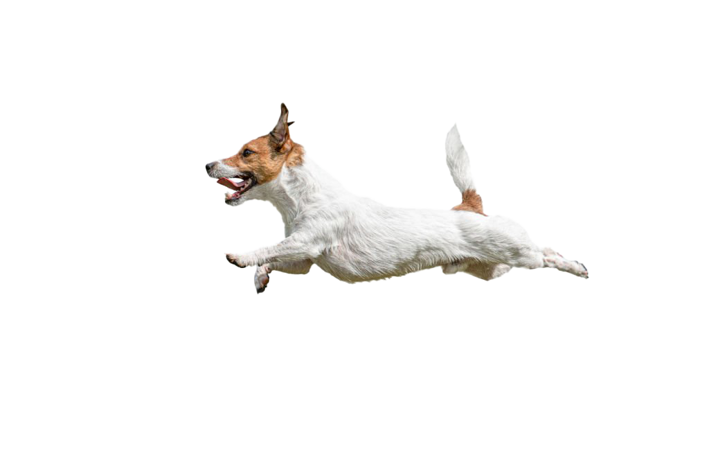 Jack russel terrier jumping
